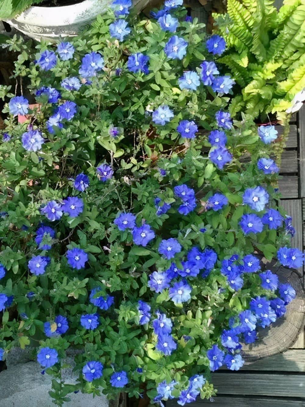 打造阳台花园，养棵“蓝精灵”，清新可爱凉意满满，多季节有花赏_蓝星