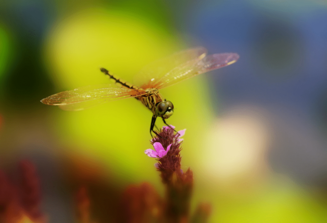 关于昆虫的词语 形容人多的成语