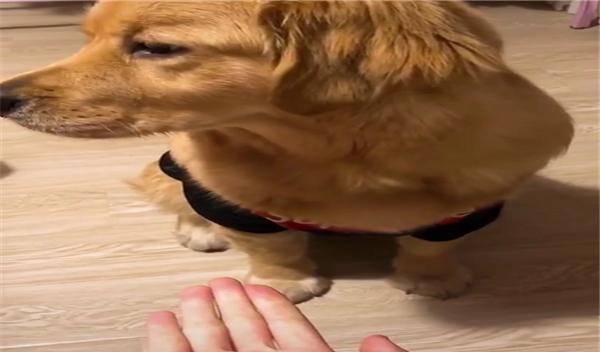 梦见有两只狗咬我两只手,一只手流血了一只没有什么意思 梦见有两只狗咬我两只手,一只手流血了一只没有什么意思