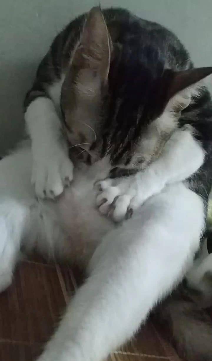 4439b1e5bf5240ffa926901f9a6dc102.jpeg