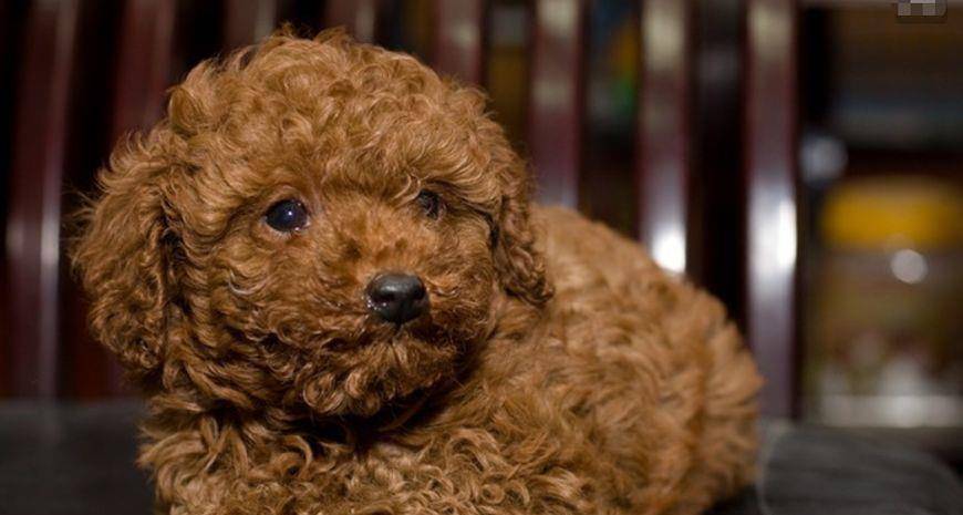 泰迪智商排名第几_柴犬智商排名第几(2)