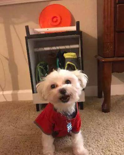 狗狗太喜欢穿衣服 可爱爷爷花两天时间给狗狗做小衣柜萌翻网友