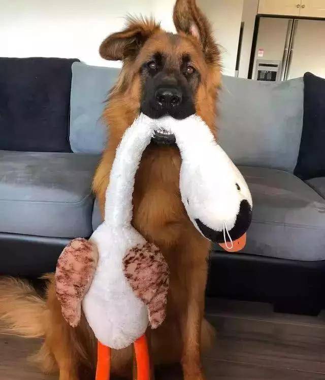 立耳犬有哪些 d9ec9c8b89ad447dac17aa97521bf837.jpeg