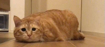 e08b5945694b45a5af9d5315facb0235.jpeg