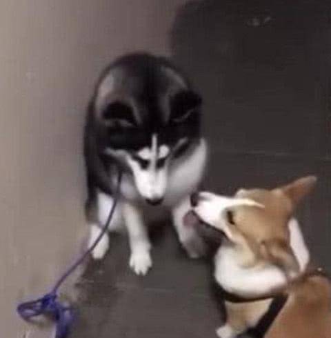 观点评论|主人觉得养的二哈挺聪明，是因为自家还有只柯基，完全是被逼的！