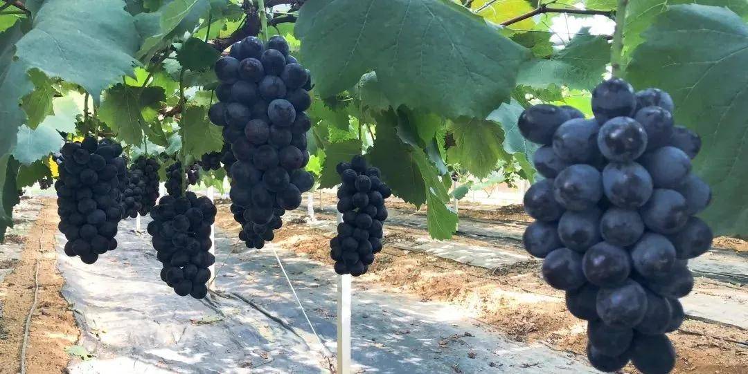 河源市|给你介绍一个避暑胜地，很适合暑期亲子游的“小”地方