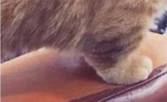 猫咪|主人撸猫被拒，气得直接甩钞票砸猫咪脑袋，喵：OK，你随便撸吧！