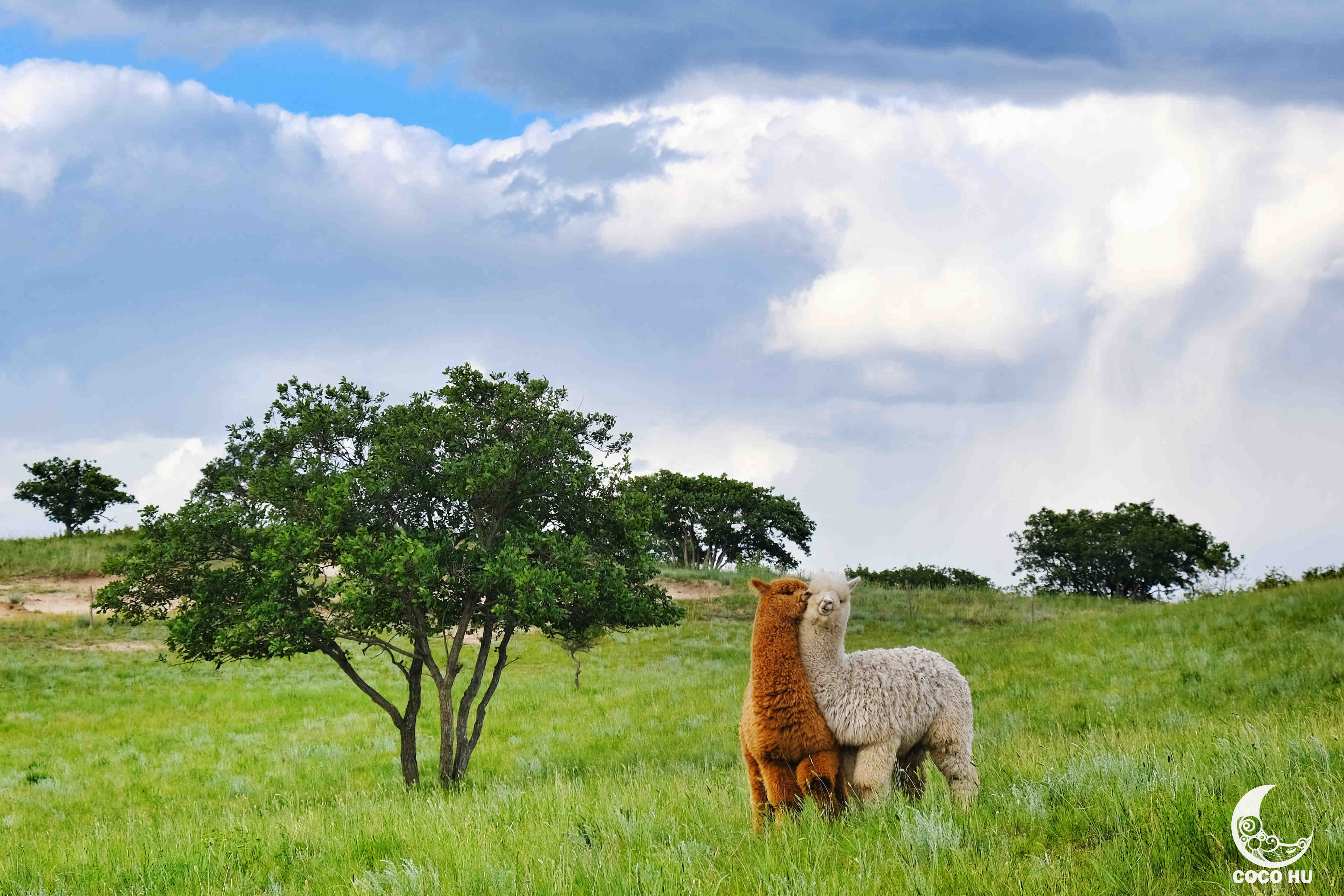 汗苏鲁乌兰布统草原深处的童话秘境