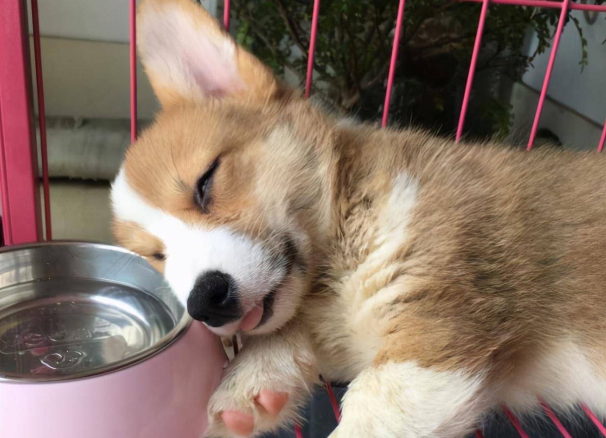 软食|柯基犬口臭严重怎么办？这几招，轻松帮你解决！