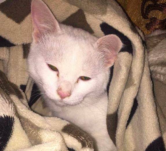 猫咪和人玩总是伸爪子 50e036fa3c0441a485b0b4285bbad320.jpeg