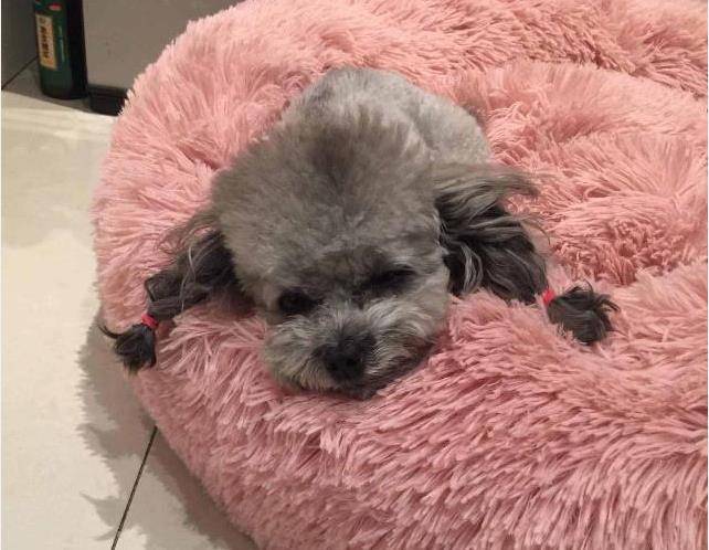 灰色泰迪狗购买推荐 556aca98207448b4971890df545580b0.jpeg