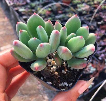 4款常见的"夏型种"多肉,阳台栽上几盆,安全度夏无压力