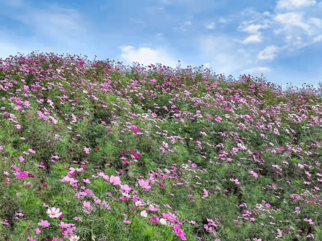 格桑梅朵|藏匿在市区的玩水纳凉好去处，野趣风光无限，仿佛置身画里！