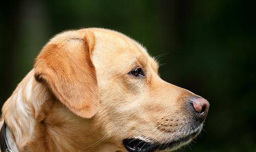 观点评论|如何教会狗狗定点大小便？只靠打是没有用的！