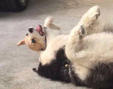 崩溃|主人领回了只柯基,没想到二哈就不淡定了,下一秒差点要了狗命!