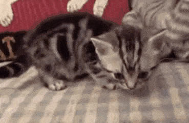 观点评论|如果这4只小猫出现在你门口，你会选哪只抱回家呢？我果断选第三