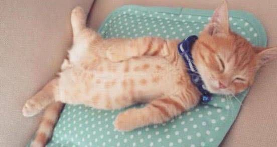 猫咪|主人撸猫被拒，气得直接甩钞票砸猫咪脑袋，喵：OK，你随便撸吧！