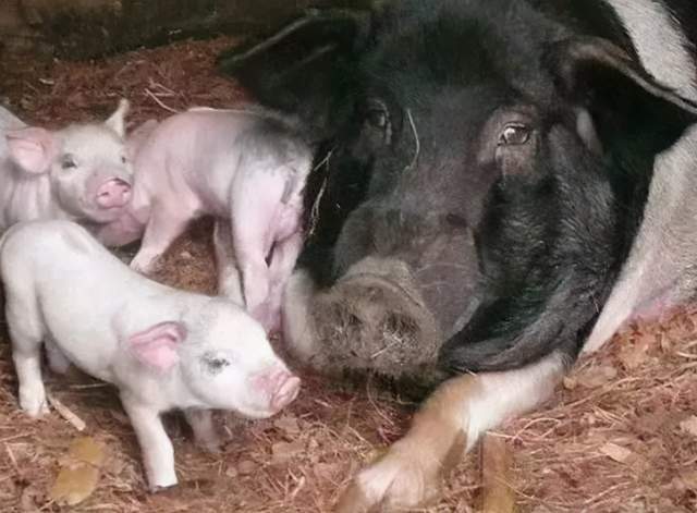 原创猪流眼泪是什么原因猪流眼泪是怎么回事看完本文就明白了