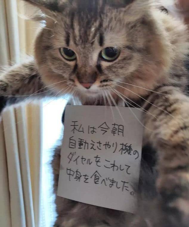 日本猫咪犯了错，铲屎官通常这样惩罚它们，猫：我不要面子啊！_犯罪