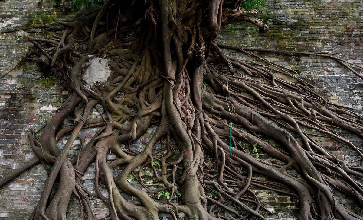 赏玩榕树盆景,先看气根之美,3个办法,手把手教你制作出气根