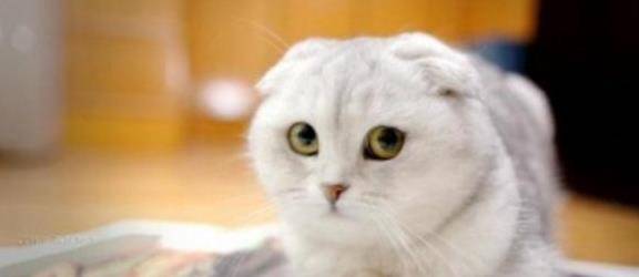 什么|古人说的男不养猫女不养狗，今天终于知道原因了