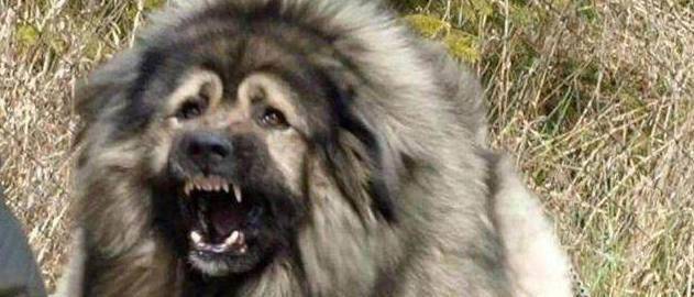 护卫犬排名_卡斯罗护卫犬