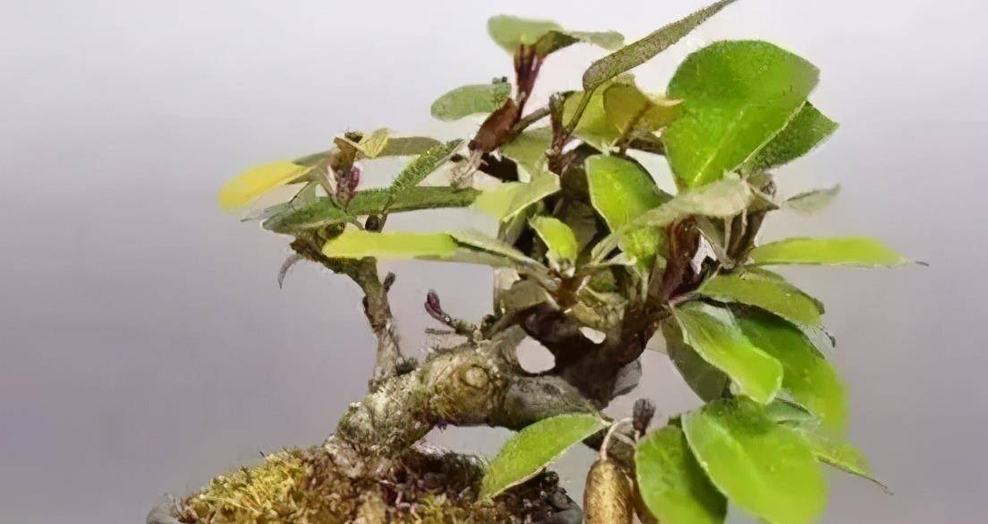 秋花春实的胡颓子野生资源丰富是制作盆景的好素材