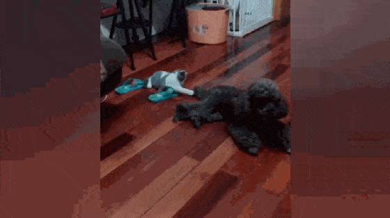 因为|贵宾用尾巴逗猫咪，柯基却因为没有尾巴被猫冷落，柯基：好难过…