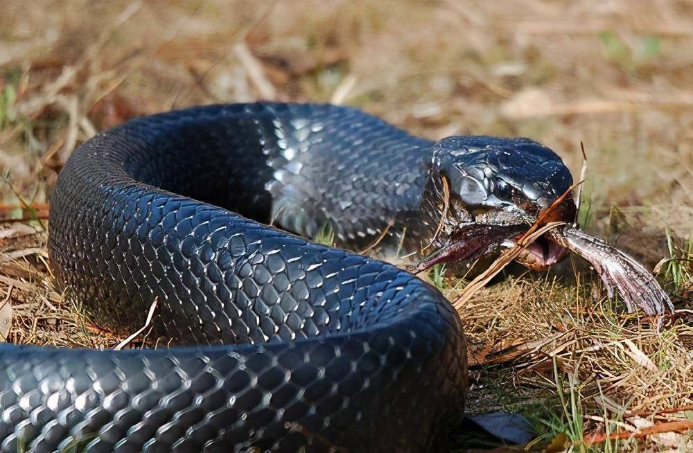 世界上最毒的蛇排名_世界上最毒的蛇是什么(3)