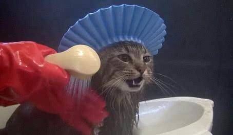 什么|猫不习惯戴着帽子洗澡,一直抱怨,主人拿出小零食后,它就安静了