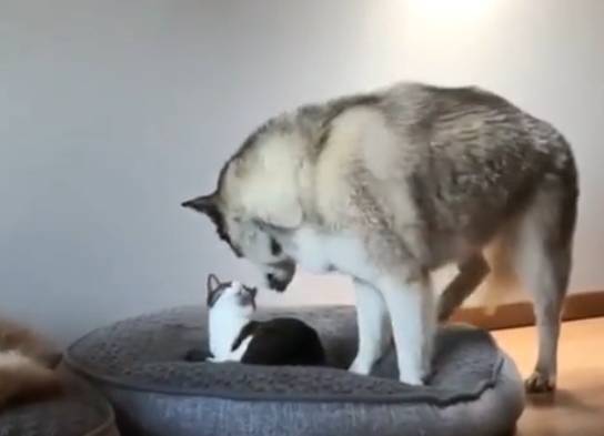 玩具|这哈士奇混的是真差劲，一眼就看出在家的地位，好心酸！