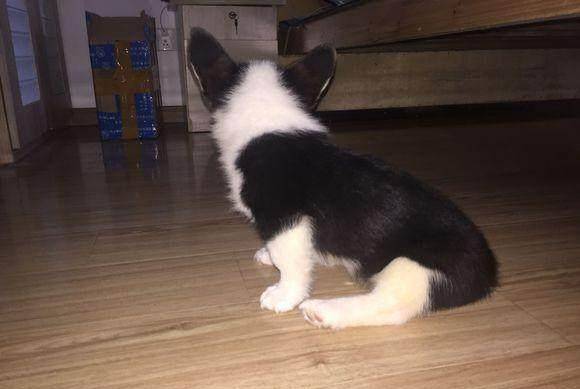 样子|两个月的小柯基偏瘦，瘦归瘦，皮起来是真的吓人！