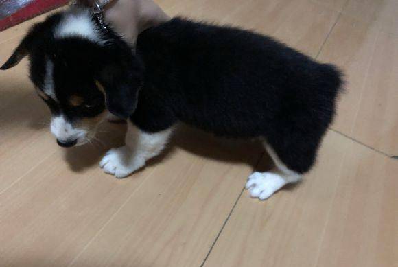 小区|不爱打针的黑头柯基,刚来家里和流浪儿一样!