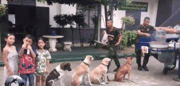 同伴|礼貌狗狗“天天排队”等吃烧烤,老板被萌到送肉肉:它们是招财汪