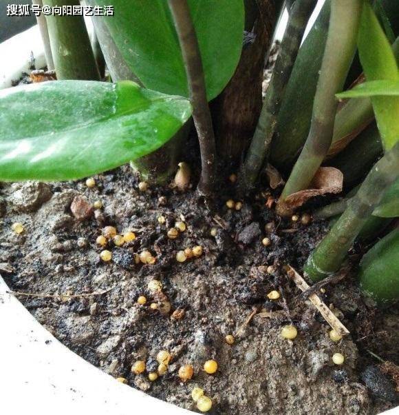 什么是进口泥炭土 跟我国黑土有啥区别 区别大着呢 别乱买 土壤