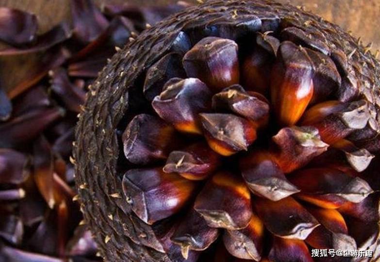 桃子|这4种野果,曾是农村人常吃的“零食”,吃过才算真正的农村娃!