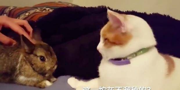 如何摸兔子不挣扎 f4671437e6c04203b13213c694895900.jpeg