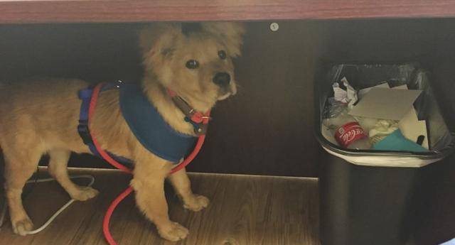 奖励|狗狗做错事要惩罚才会改正？不，奖励比惩罚更有效