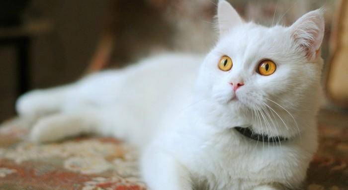 调整|猫咪最喜欢的零食都有哪些?