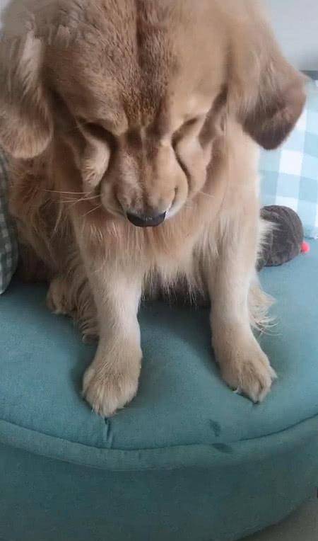 宠物|女子没有给金毛吃零食，金毛失落坐在沙发上，网友：哪里还像条狗