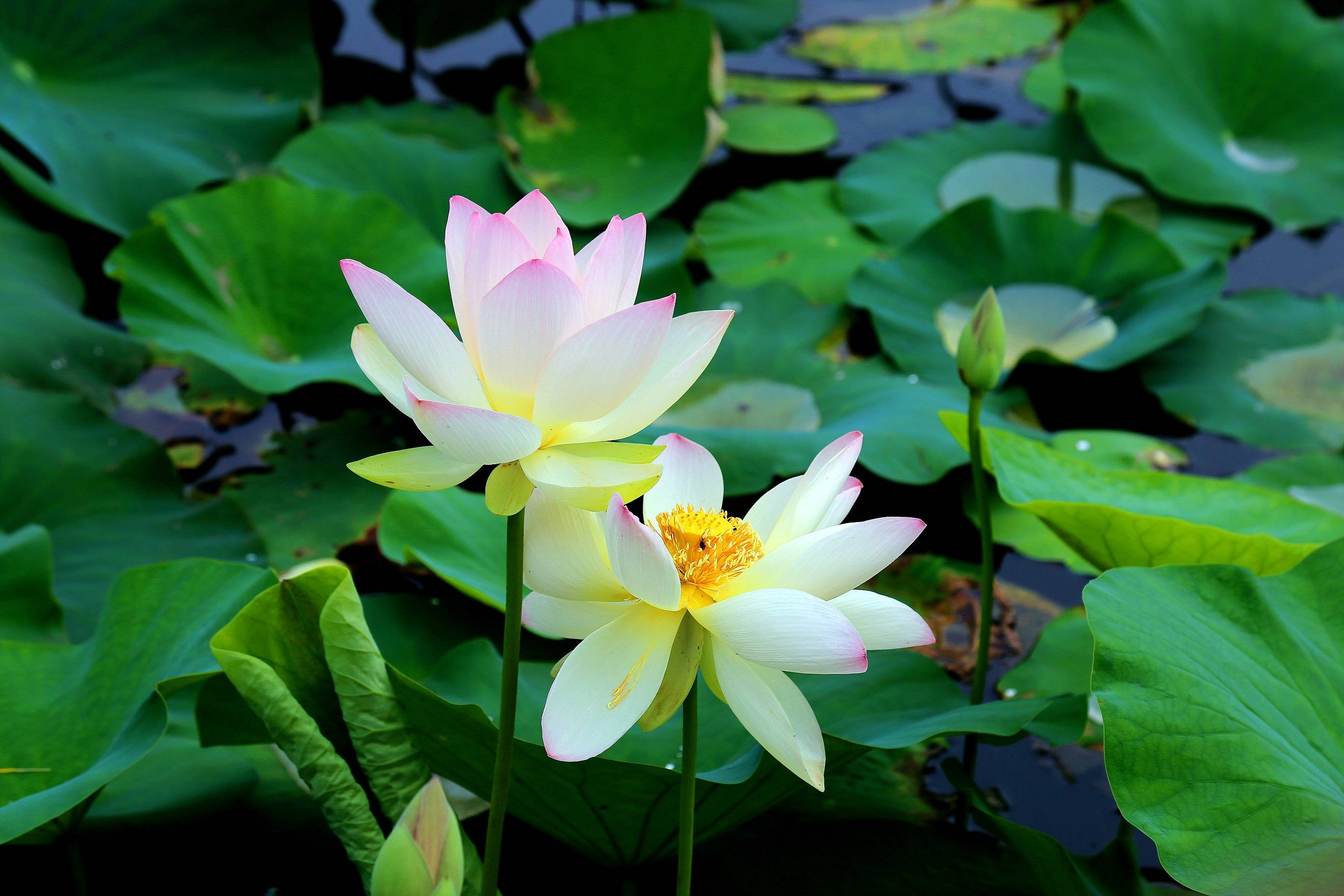 河北唐山夏日限定美景荷花开满塘