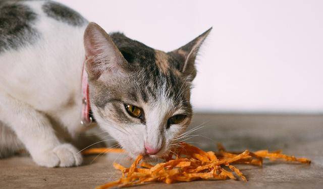 猫咪|猫咪突然食欲下降,不必太担心,可能是这四个情况引起的