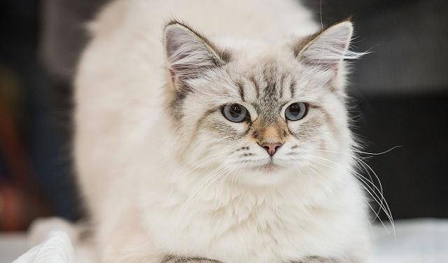 猫咪怎么才能染上弓形虫 1965c86203ee4c6f996c6f41c2d8ec8c.jpeg