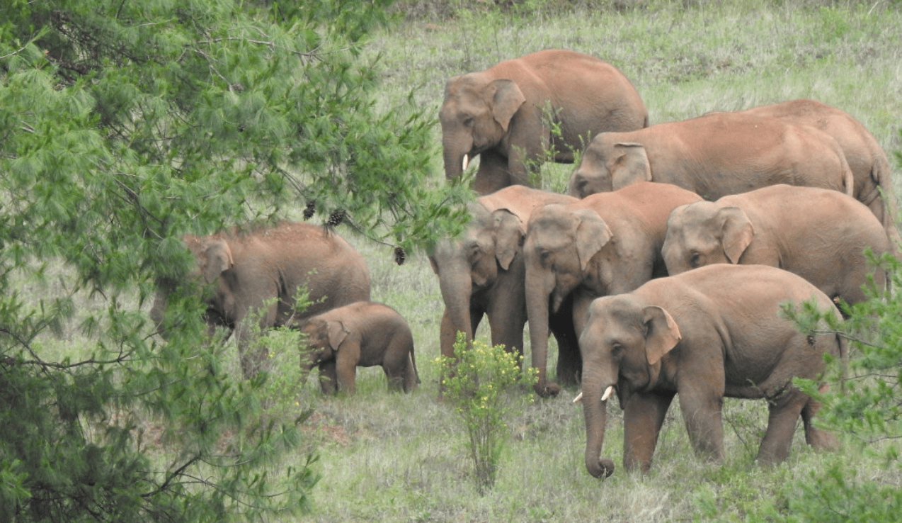 云南北迁象群还在玉溪,小象难适应低温,这是回西双版纳的征兆?_大象