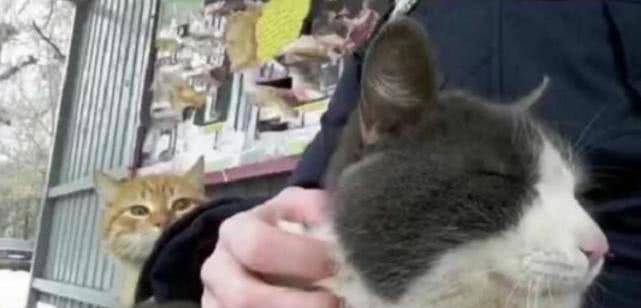 猫咪叫声吸引公猫咪过来 32c781bc419342dfb3b0b67068d9a96b.jpeg