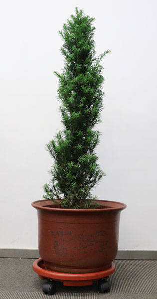 问苗新鲜空气的缔造者曼地亚红豆杉