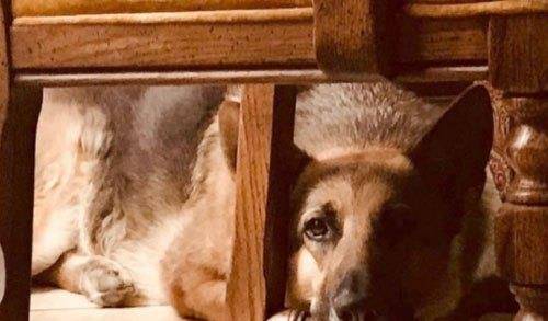 邮差|狗狗从攻击邮差到每天翘首期盼,不久邮差收到心碎回信:把爱延续