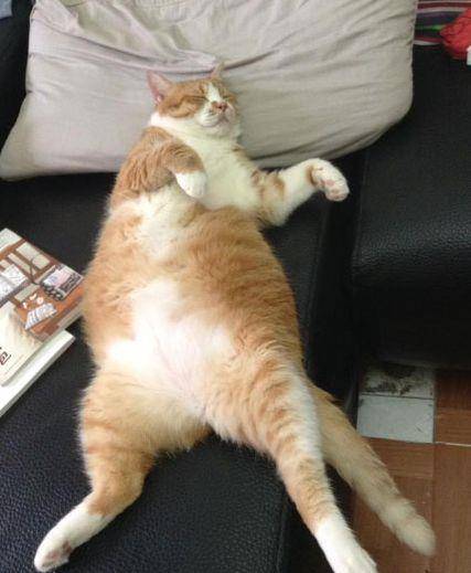 猫咪叫声吸引猫咪的注意力 6787477d7ba4457f9a87f49e70d1900a.jpeg