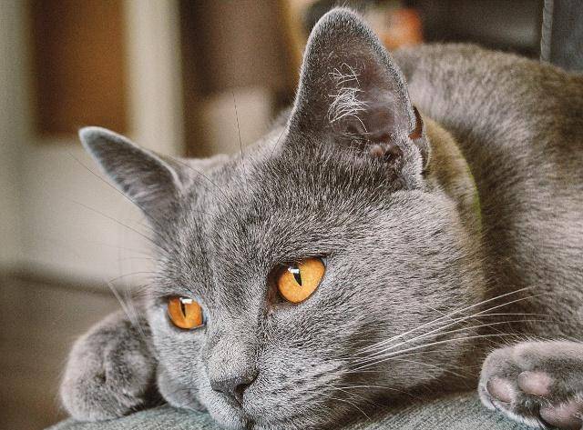 亲人|猫咪高冷？这几个极品“黏人精”猫，黏人到让你嫌烦！
