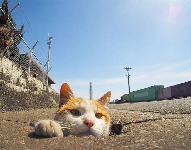 猫咪救人真实视频 6a398482f5c54a7dadad4a289597f180.jpeg